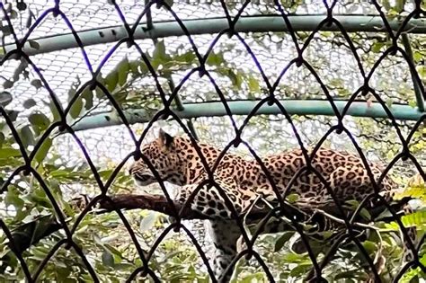 Rajiv Gandhi Zoological Park in Pune: What to Expect