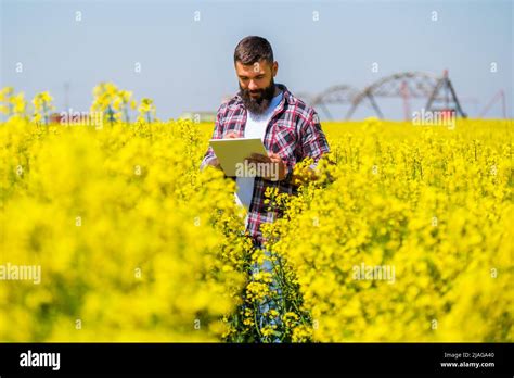 Agronomist is standing in his blooming rapeseed field and examining the progress of crops Stock ...