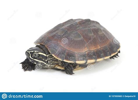 The Malayan Snail-eating Turtle Malayemys Macrocephala is a Species of ...