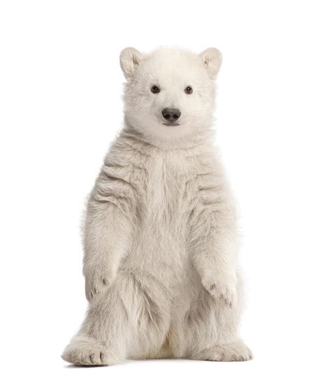 Polar Bear Cub Sitting Photograph by Life On White