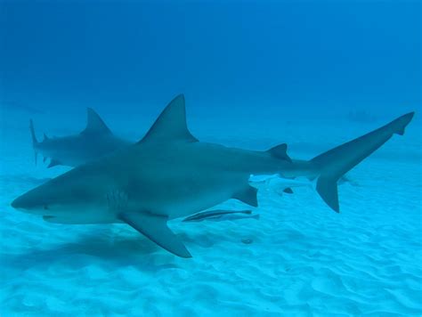 Bull Shark, Carcharhinus leucas Valenciennes, 1839 - The Australian Museum