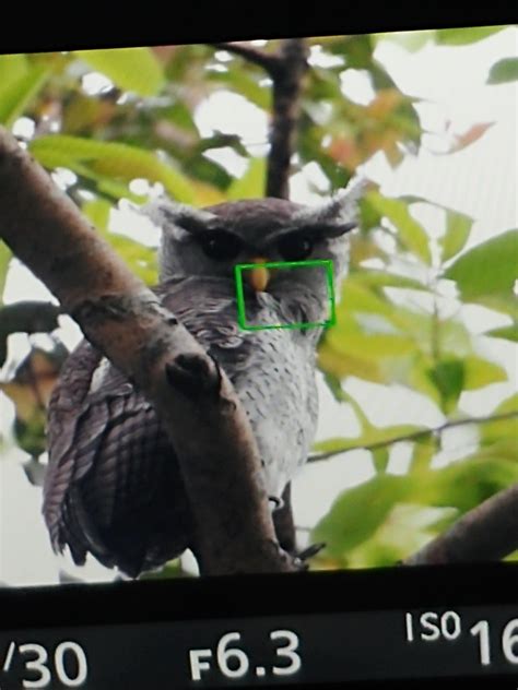 Rare Blad Eagle Owl i saw in the bukit timah nature reserve : r/singapore