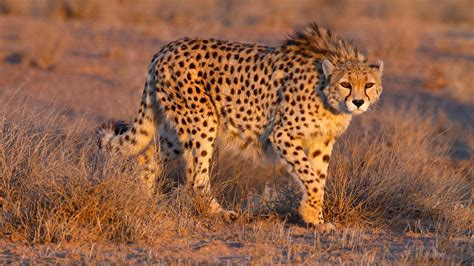 Petition · Save the Asiatic cheetah - United States · Change.org