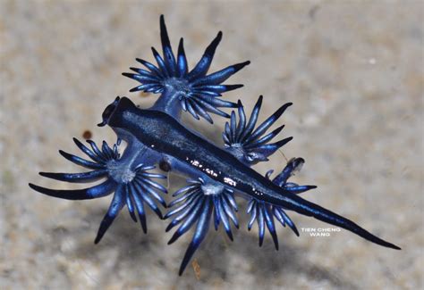 WoRMS - World Register of Marine Species - Photogallery