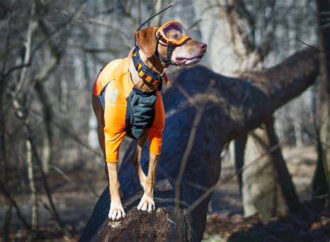 Protective Clothing & Gear for Hunting Dogs - The Accidental Bird Dog