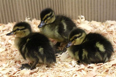 Mallard ducklings! The traditional Mallard duck. The smallest of the breeds we offer and one of ...