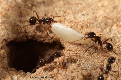 Welcome to Ant Ecology - Site de ant-ecology