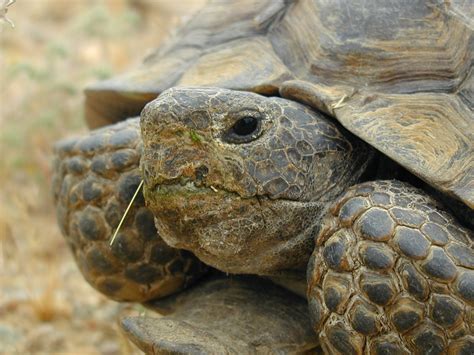 Desert Tortoise (Gopherus agassizii) - Mojave National Preserve (U.S. National Park Service)