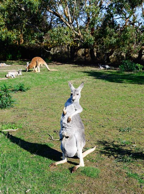 Kangaroo in Phillip Island wildlife conservation park in Victoria state ...