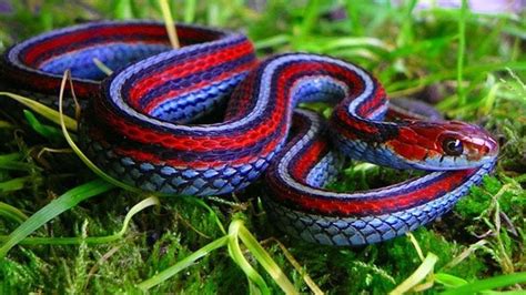 25 Animais com cores incríveis e que mais parecem de outro planeta | Colorful snakes, Snake ...