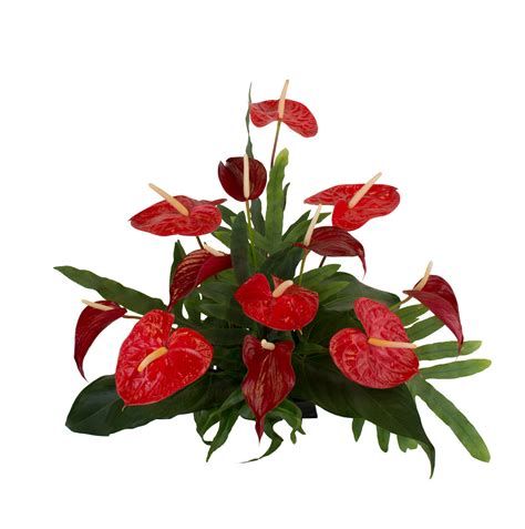 12 Medium Red Anthurium Assortment