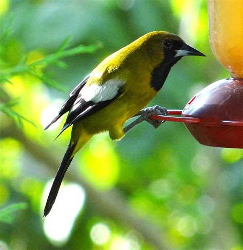 sunshinecoastbirds: Birding Jamaica