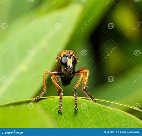 Asilidae Robber Fly in Face Close Up Stock Photo - Image of predator ...