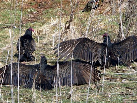 Hinckley Buzzard Sunday in Hinckley Ohio | Ohio Traveler