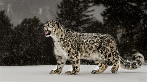 Animales Leopardo de las nieves HD Fondo De Pantalla