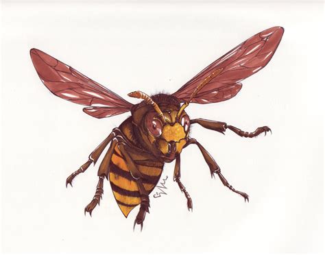 Hornet Drawing at GetDrawings | Free download