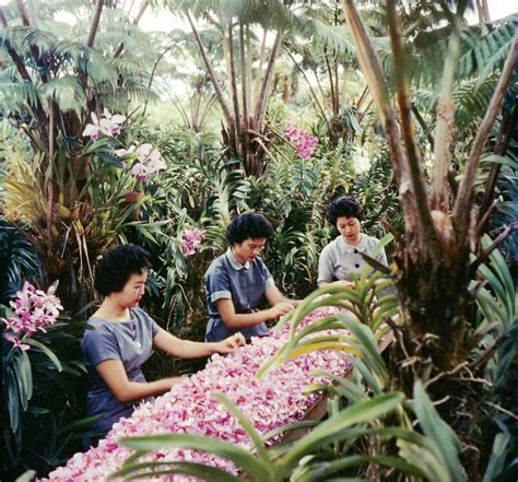 Hawaii Before Statehood: Color Photos, 1959 | Vintage hawaii, Hawaii, Colour photograph