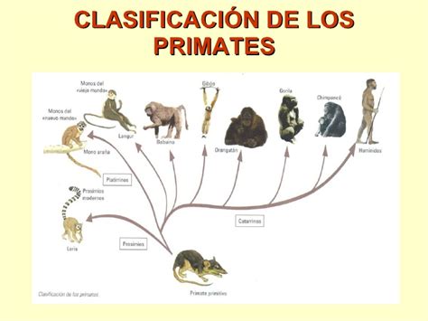 Ciencia pura: Evolución de las especies