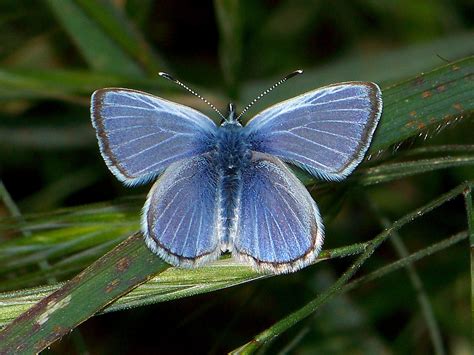 Palos Verdes Blue Butterfly | Best of the South Bay in 2022 | Blue ...