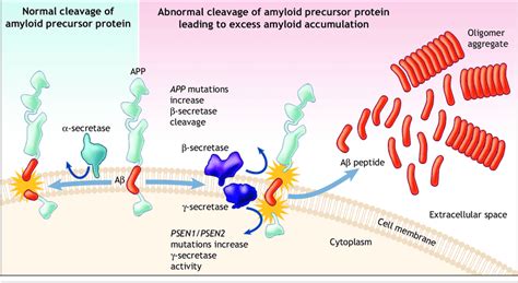 The amyloid precursor protein (APP) is a transmembrane protein that can... | Download Scientific ...