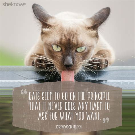 50 Cat Quotes That Only Feline Lovers Would Understand | Inspirational ...