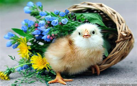 Baby Spring Chicks Wallpapers - Wallpaper Cave