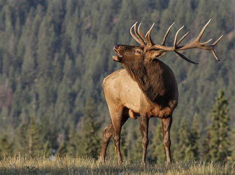 3 Kinds of Elk You Should Hunt - Realtree Camo