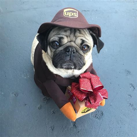 Doug The Pug (@itsdougthepug) • Instagram photos and videos