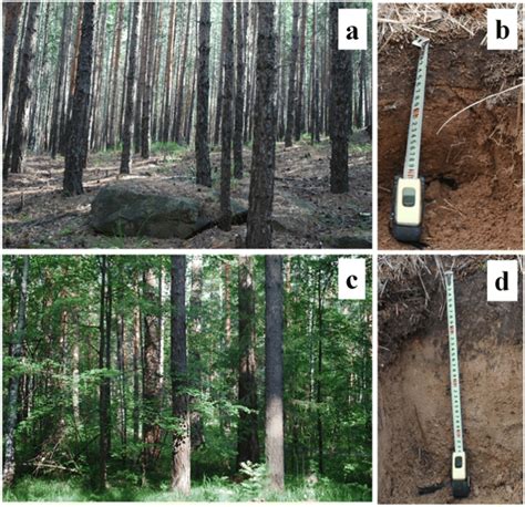 The investigated forest types and soil: a, b the cowberry shrub pine... | Download Scientific ...