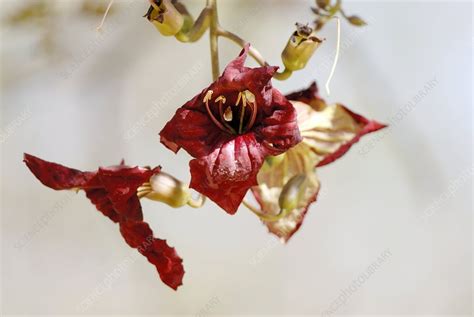 Sausage tree flowers (Kigelia africana) - Stock Image - B820/0132 - Science Photo Library