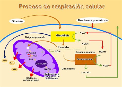 Proceso de respiracion celular | Respiracion celular, Fotosintesis y respiracion, Enseñanza de ...