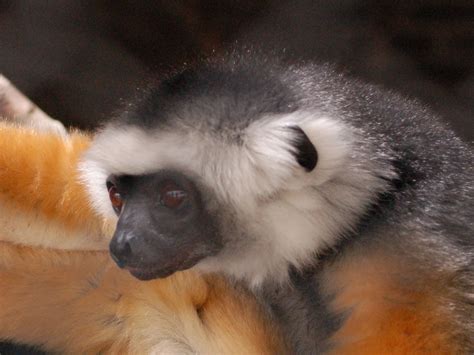 The Online Zoo - Diademed Sifaka