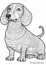 Dachshund Coloring Page » Free Download Artus Art sketch template