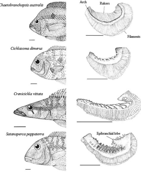 Fish Gill: Types, Structure And Function - Fish Article