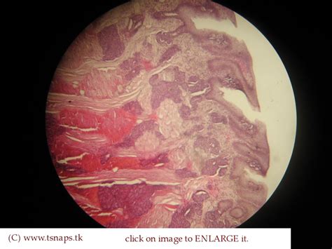 Histology Slides Database: Tongue histology slides