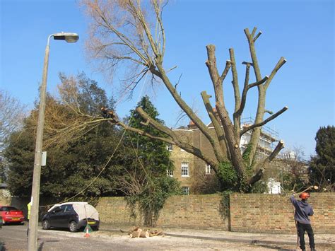 Ham Photos: Pollarding a tree at Hardwicke House