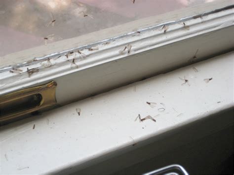 Termite Droppings Window Sill | AdinaPorter