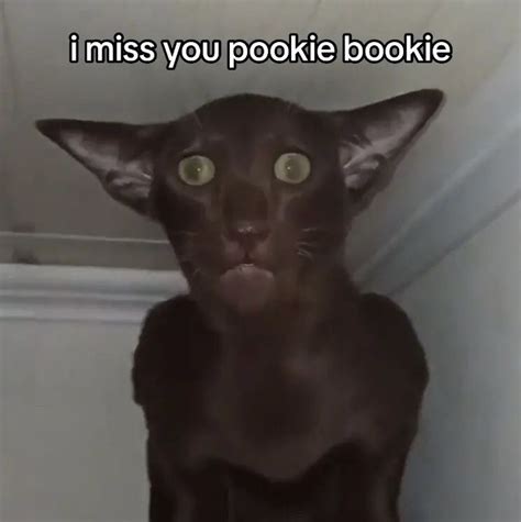 I miss you pookie bookie cat meme in 2023 | Funny pictures, Goofy pictures, Funny gif