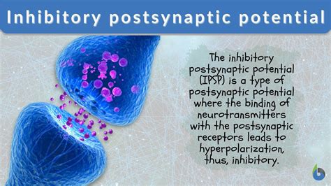 Inhibitory postsynaptic potential Definition and Examples - Biology ...