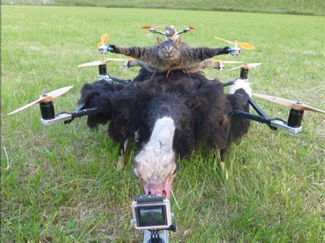 This man turns dead animals into drones! (photos+videos ...