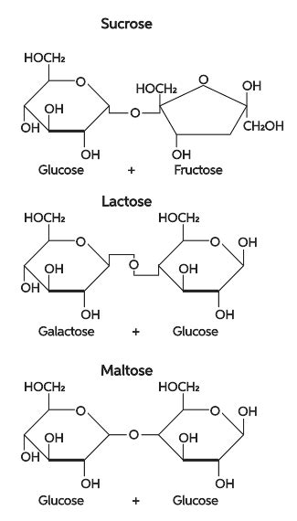 Chemical Structure Of Maltose, Anatomy Of Maltose,, 42% OFF