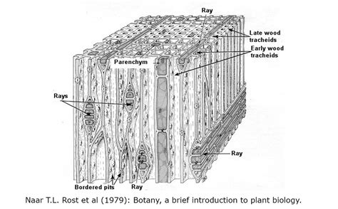 The Microscopic Beauty of Plants and Trees by Robert Berdan - The Canadian Nature Photographer