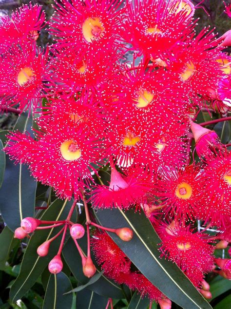 Corymbia ficifolia Australian Native Garden, Australian Plants, Australian Flora, Gorgeous ...