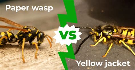 Yellow Jacket vs. Paper Wasp: The 7 Key Differences - A-Z Animals