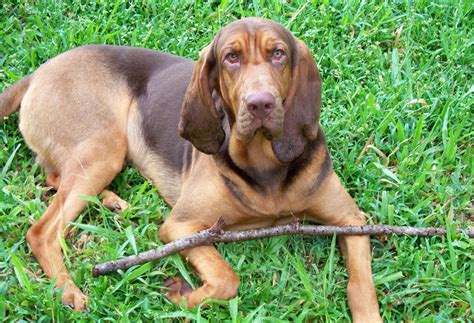 Bloodhound | Dog Breeds | Breed Information | Mad Paws