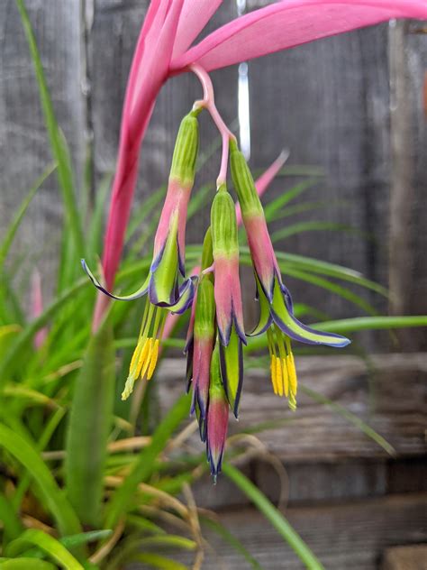 My bromeliad is flowering! : r/gardening