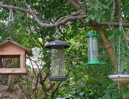 Where to Hang Hummingbirds Feeders