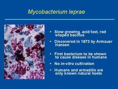 Mycobacterium leprae