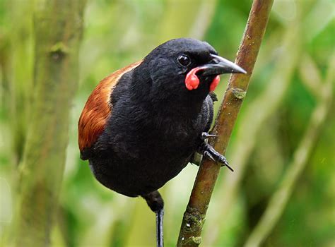 Free Images : nature, branch, wildlife, beak, robin, fauna, vertebrate, newzealandbirds ...