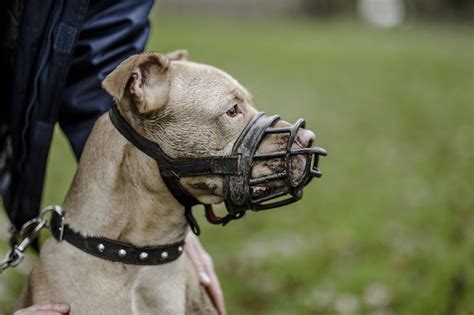 Dogs and muzzle training | Blue Cross